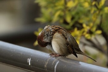 Eurasian Tree Sparrow 国会前庭 Sat, 2/19/2022