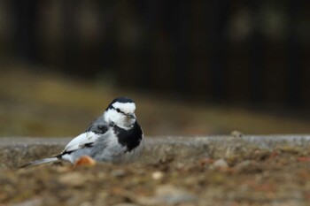White Wagtail 国会前庭 Sat, 2/19/2022