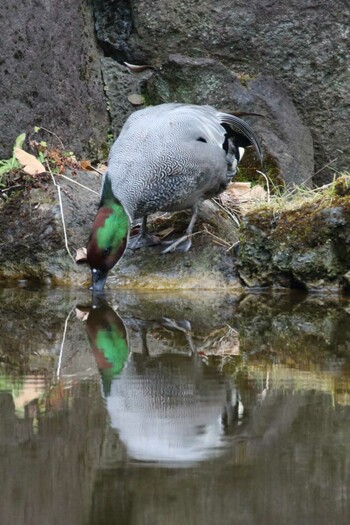 Falcated Duck Hibiya Park Sat, 2/19/2022