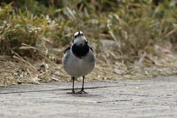 White Wagtail Hibiya Park Sat, 2/19/2022