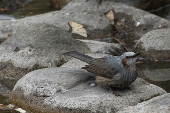 Brown-eared Bulbul Hibiya Park Sat, 2/19/2022