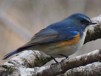 Red-flanked Bluetail Kitamoto Nature Observation Park Sat, 2/19/2022