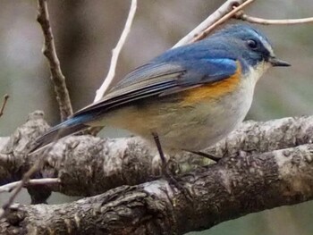 Red-flanked Bluetail Kitamoto Nature Observation Park Sat, 2/19/2022