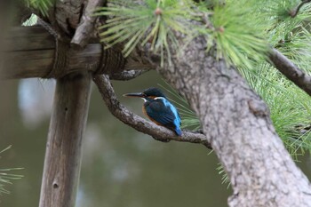 Common Kingfisher Hibiya Park Sat, 2/19/2022