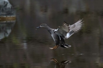 Gadwall Hibiya Park Sat, 2/19/2022