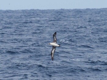 Laysan Albatross 八丈島航路 Sat, 2/19/2022