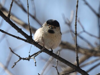 ギンノドエナガ 朝陽公園(北京) 2022年2月19日(土)