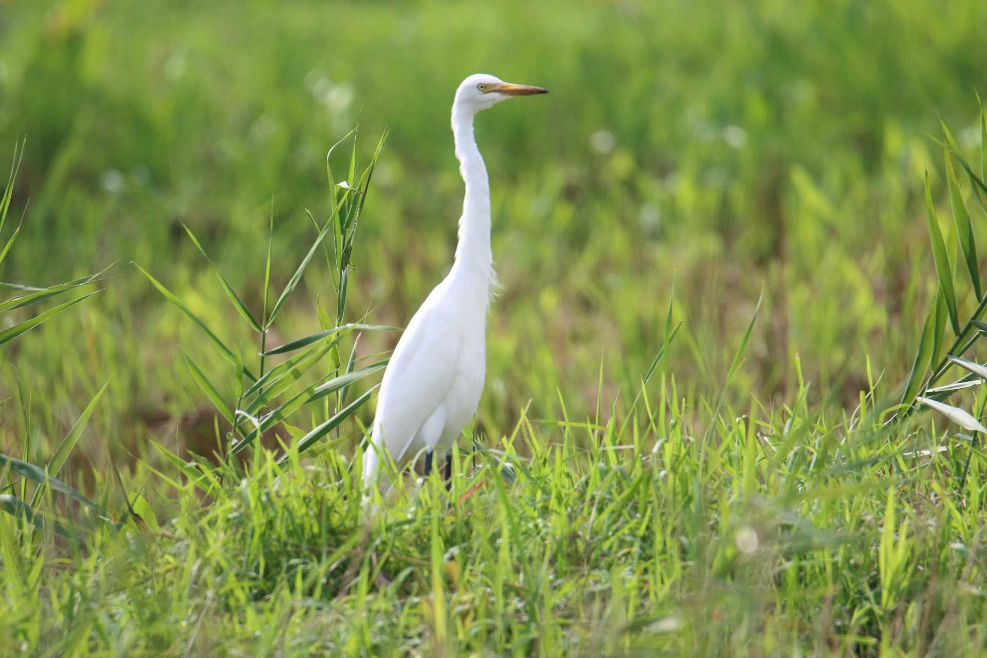  アマサギの写真 by マイク