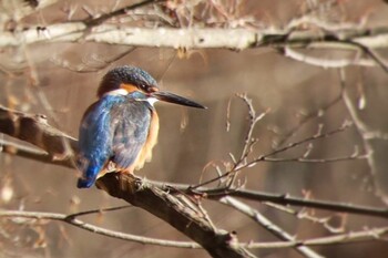 Common Kingfisher 京都府立植物園 Thu, 2/17/2022