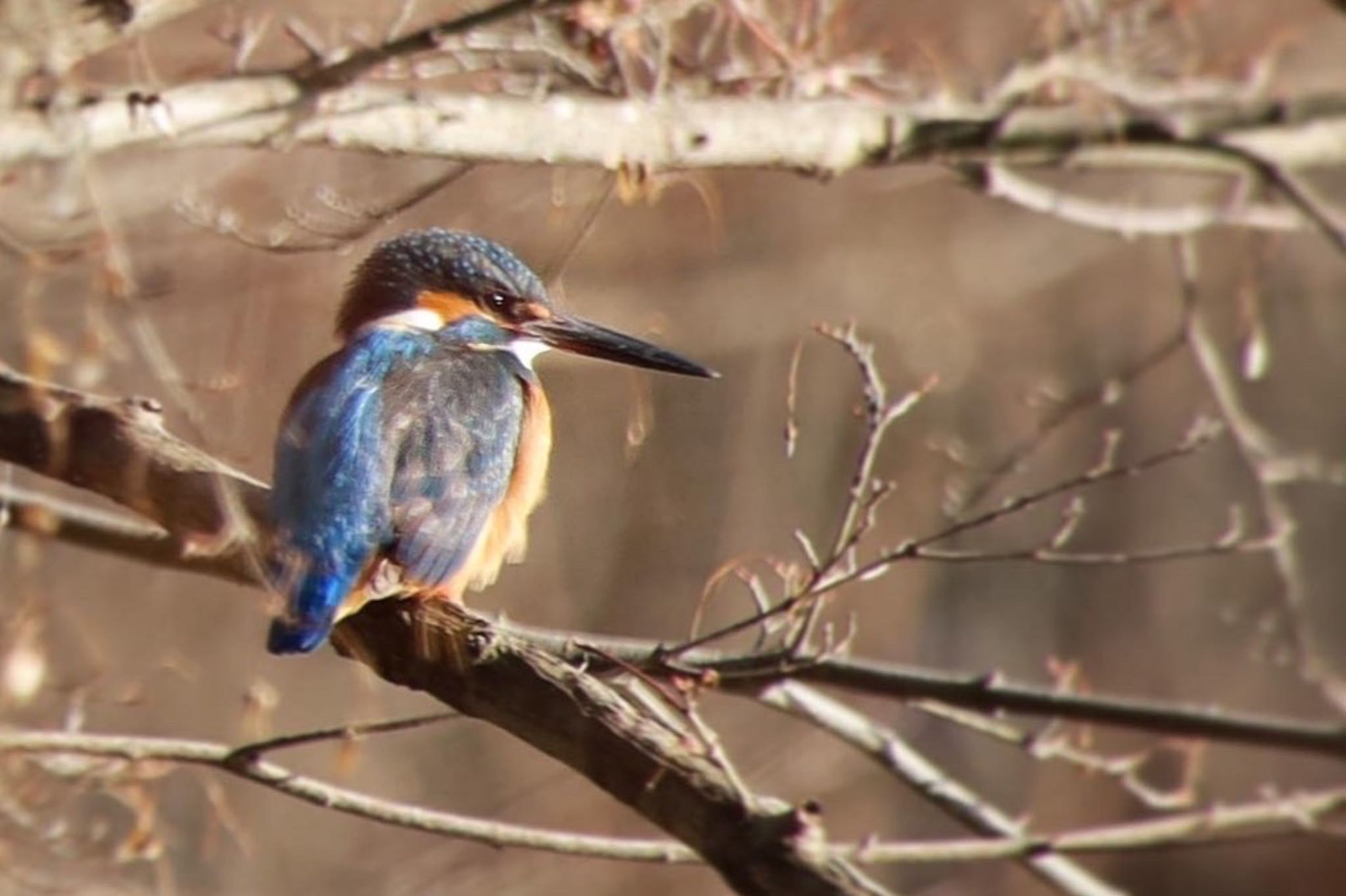 Photo of Common Kingfisher at 京都府立植物園 by ゆみママ