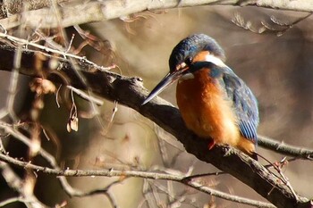 Common Kingfisher 京都府立植物園 Thu, 2/17/2022