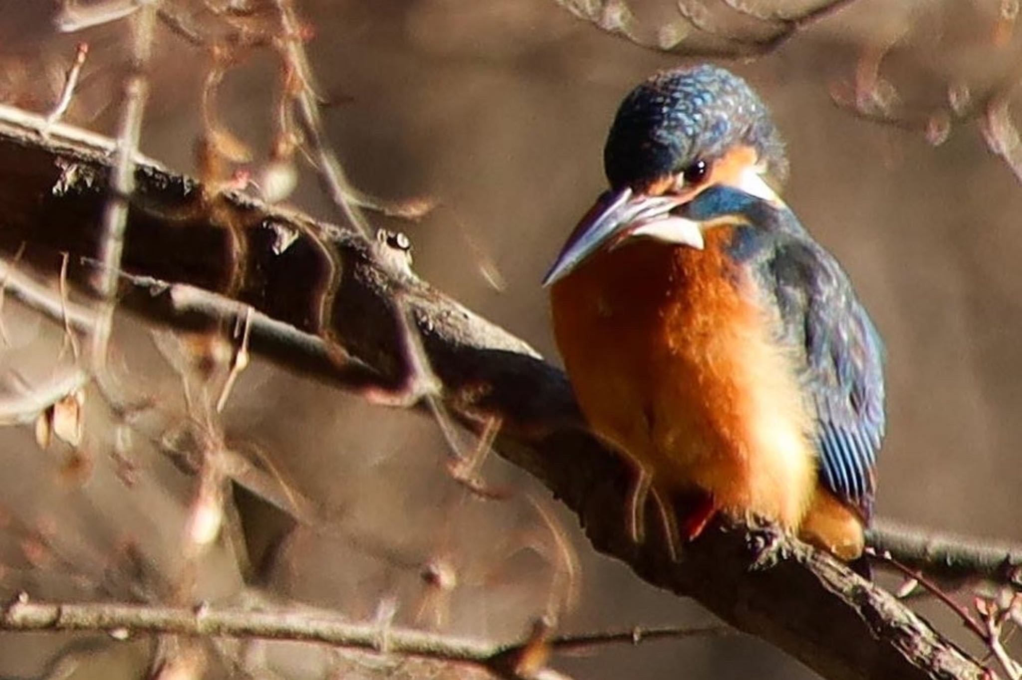 Photo of Common Kingfisher at 京都府立植物園 by ゆみママ