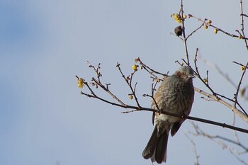 Brown-eared Bulbul 京都府立植物園 Thu, 2/17/2022