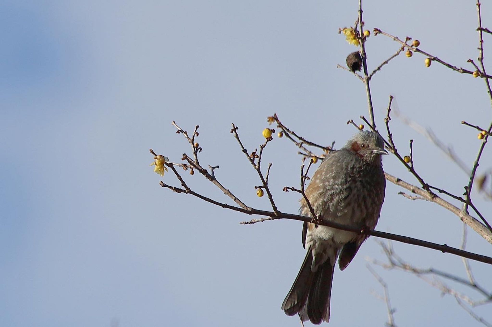 Photo of Brown-eared Bulbul at 京都府立植物園 by ゆみママ