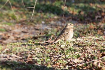 ハチジョウツグミ 京都府立植物園 2022年2月17日(木)