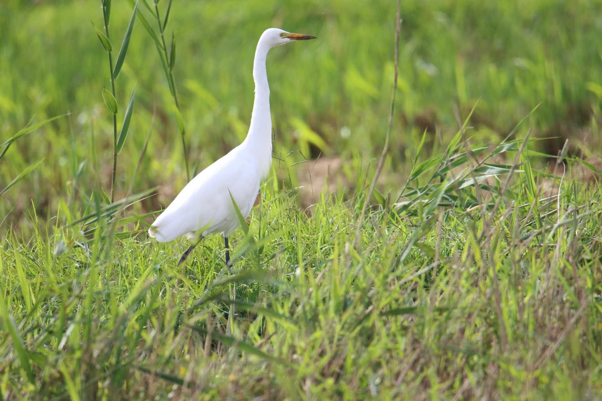  アマサギの写真 by マイク