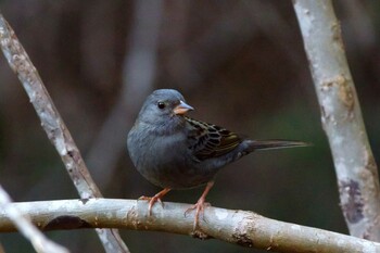 Grey Bunting 各務野自然遺産の森 Mon, 1/31/2022