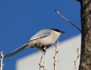 2022年2月17日(木) さいわい緑道(川崎市)の野鳥観察記録