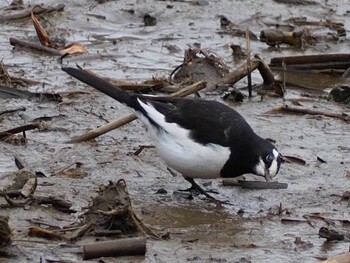 Japanese Wagtail Kitamoto Nature Observation Park Sat, 2/19/2022