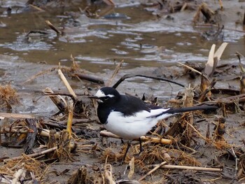 Japanese Wagtail Kitamoto Nature Observation Park Sat, 2/19/2022