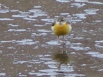 Grey Wagtail Kitamoto Nature Observation Park Sat, 2/19/2022