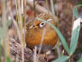 ガビチョウ 北本自然観察公園 2022年2月19日(土)