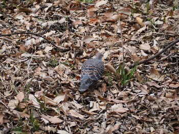 Oriental Turtle Dove Kitamoto Nature Observation Park Sat, 2/19/2022