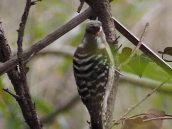 Japanese Pygmy Woodpecker Kitamoto Nature Observation Park Sat, 2/19/2022