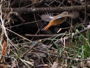 Daurian Redstart Kitamoto Nature Observation Park Sat, 2/19/2022