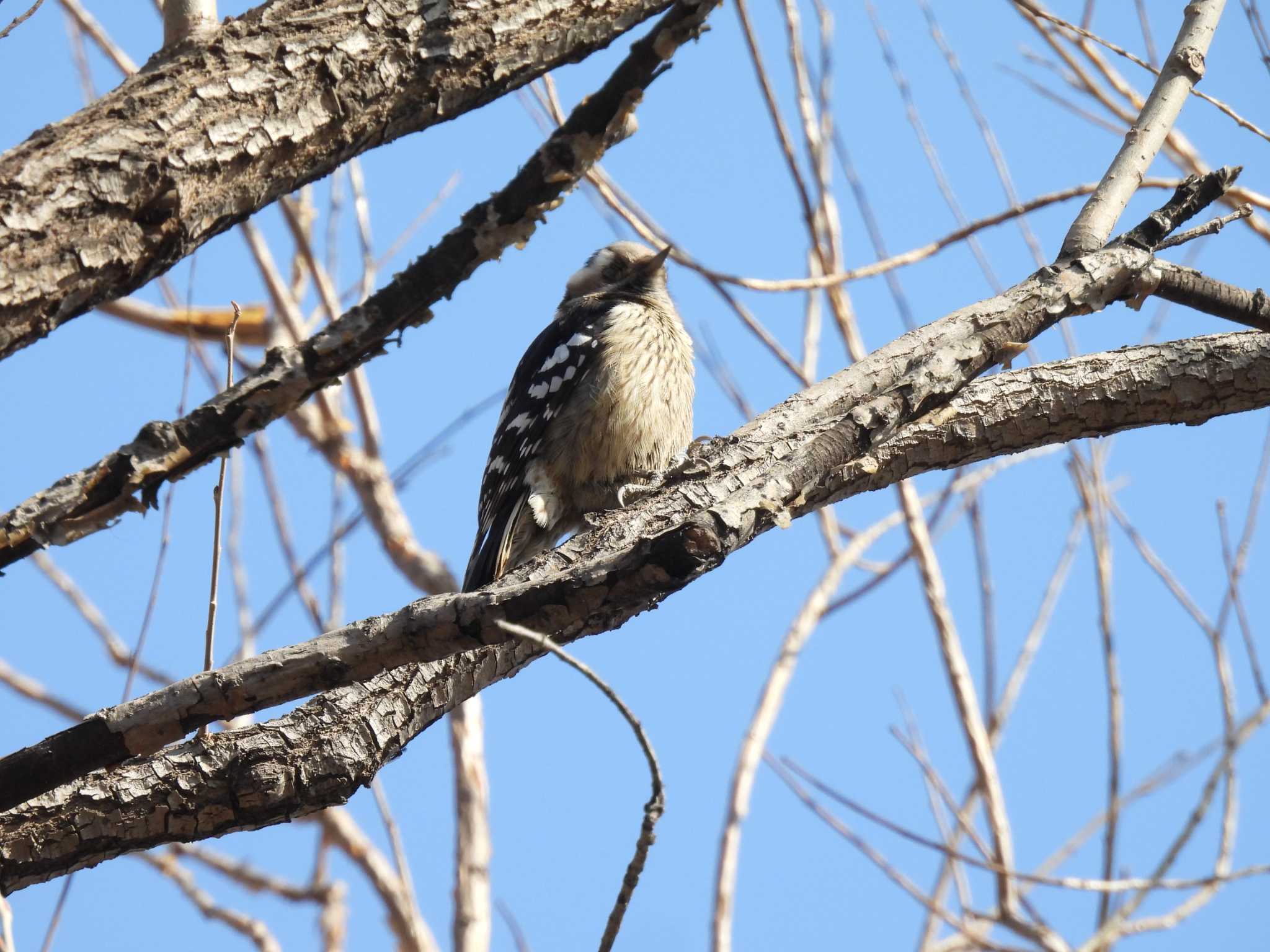 Grey-capped Pygmy Woodpecker