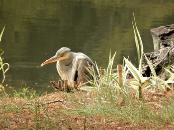 Grey Heron Shinjuku Gyoen National Garden Tue, 3/30/2021