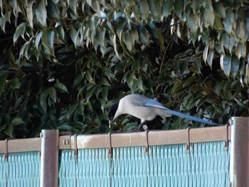 Azure-winged Magpie 吹上 Mon, 12/20/2021