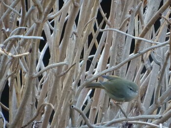 Japanese Bush Warbler 哲学堂公園、妙正寺川 Tue, 2/15/2022