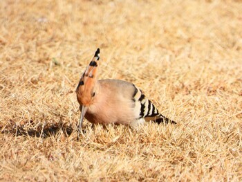 Eurasian Hoopoe 遠州灘海浜公園 Sun, 2/20/2022