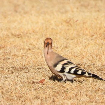 Eurasian Hoopoe 遠州灘海浜公園 Unknown Date