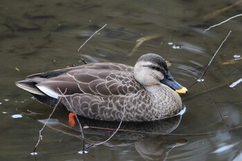 Eastern Spot-billed Duck Shakujii Park Sun, 2/20/2022