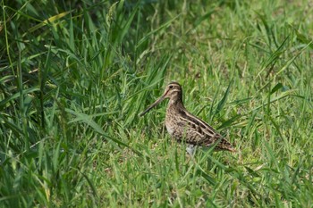 Swinhoe's Snipe