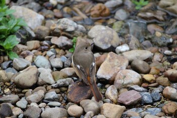 Daurian Redstart Shakujii Park Sun, 2/20/2022