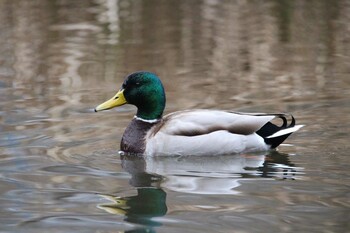 Mallard Shakujii Park Sun, 2/20/2022