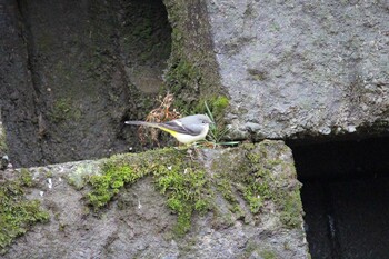 Grey Wagtail Shakujii Park Sun, 2/20/2022