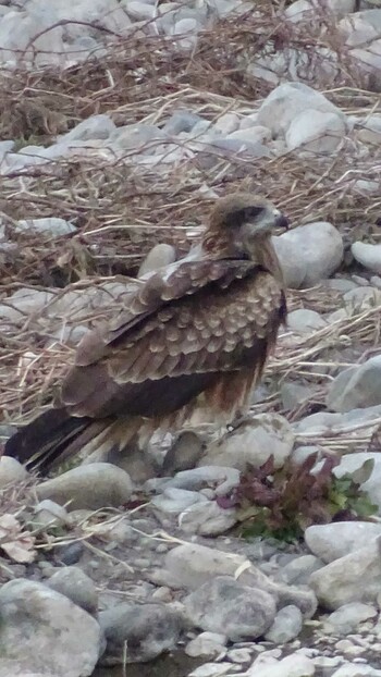 2022年2月19日(土) 多摩川の野鳥観察記録