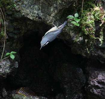 Eurasian Nuthatch 山梨県 Thu, 9/14/2017