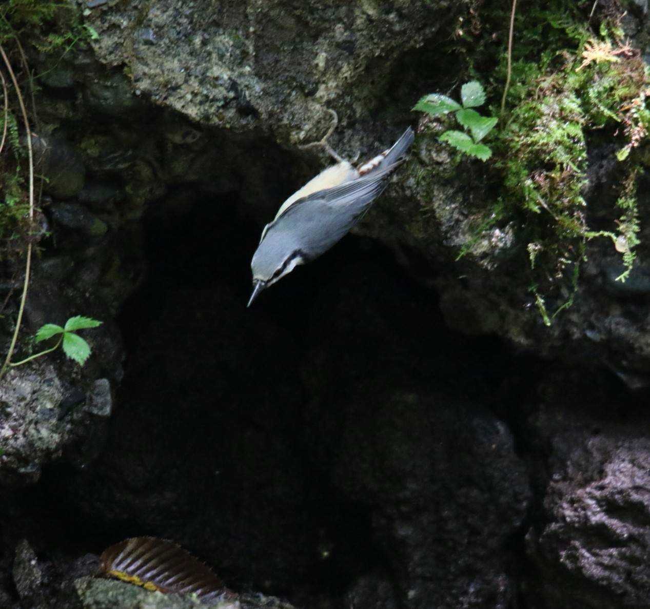 山梨県 ゴジュウカラの写真 by はやぶさくん