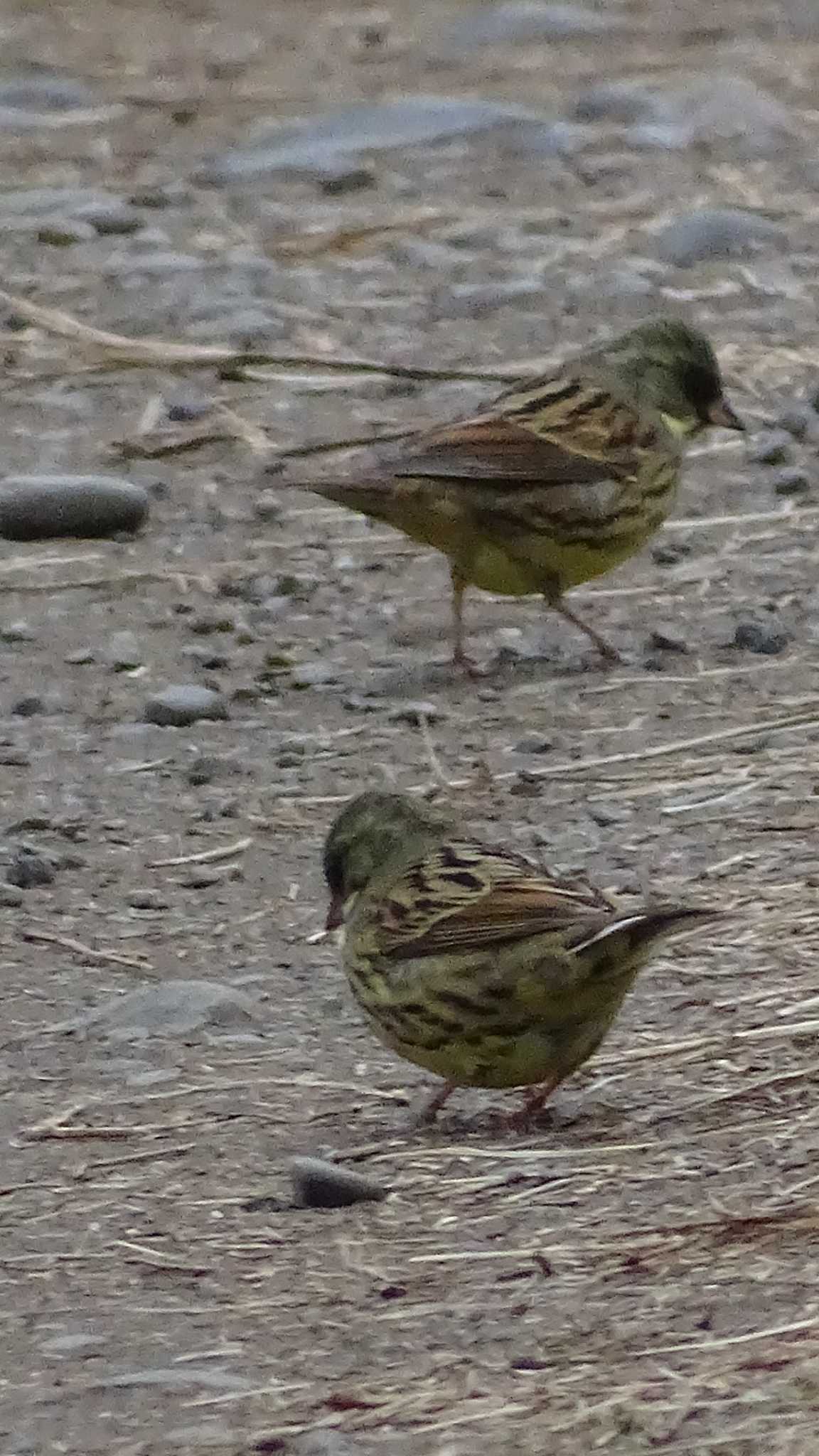 Photo of Masked Bunting at 多摩川 by poppo