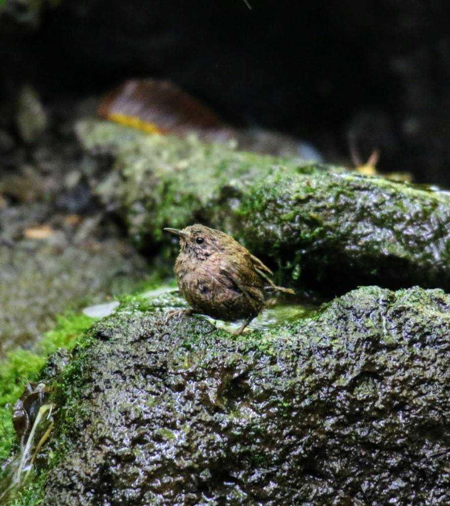 山梨県 ミソサザイの写真 by はやぶさくん