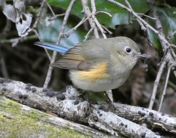 2022年2月19日(土) こども自然公園 (大池公園/横浜市)の野鳥観察記録