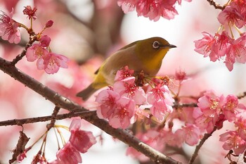 Warbling White-eye 淀水路 Sun, 2/20/2022