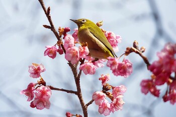 Warbling White-eye 淀水路 Sun, 2/20/2022