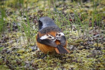 Daurian Redstart 淀水路 Sun, 2/20/2022