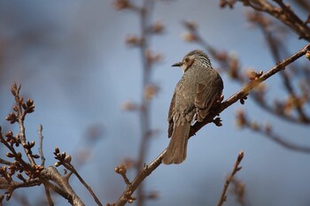 Brown-eared Bulbul 淀水路 Sun, 2/20/2022